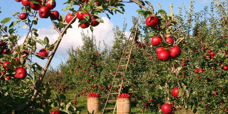 Jaką ochronę zastosować na jabłkach przedzbiorczo?