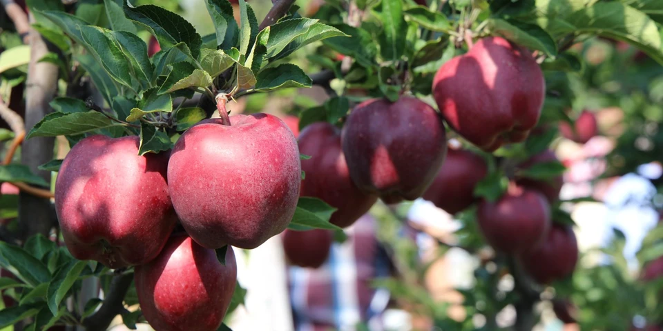 Kończy się sezon zbioru jabłek. Jak zadbać o sad jesienią?