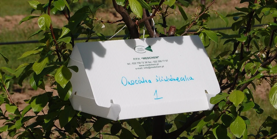 UWAGA – Monitoring lotu owocówki śliwkóweczki i jabłkóweczki