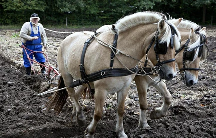Wysokie ceny produkcji dobijają rolników na Litwie. "Sprzedałem ciągniki i używam koni do uprawy"