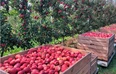 Jak poprawić wybarwienie jabłek i konkurencyjność na rynku owoców?