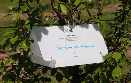 UWAGA – Monitoring lotu owocówki śliwkóweczki i jabłkóweczki